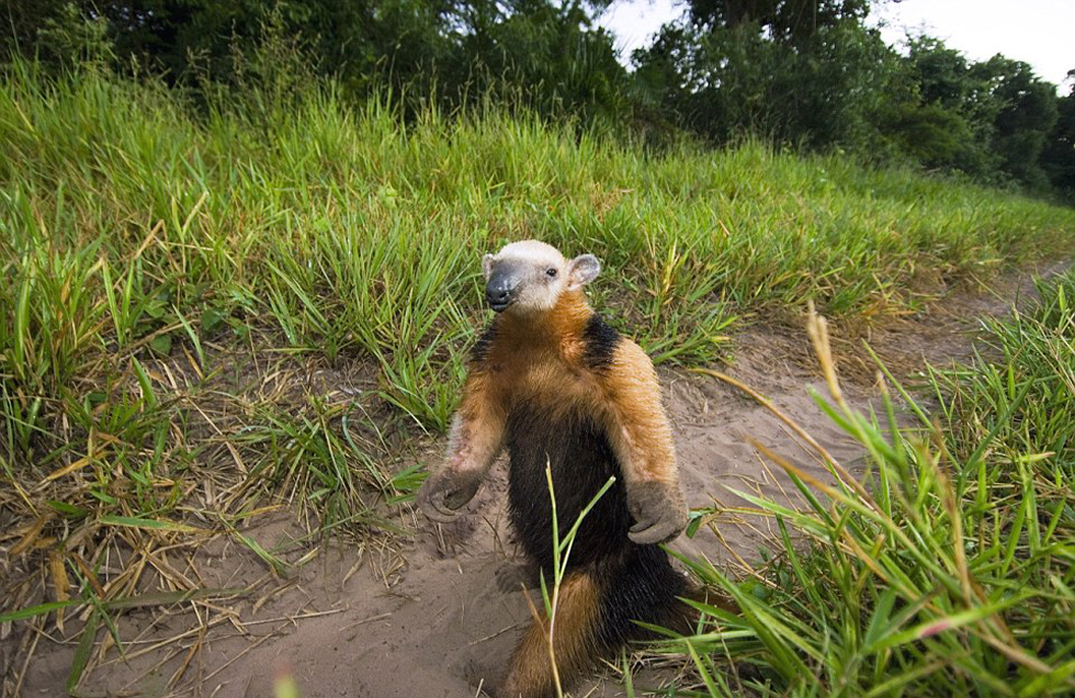 這頭食蟻獸站起來是想在車前顯得自己更高大一點(diǎn)。（網(wǎng)頁截圖）