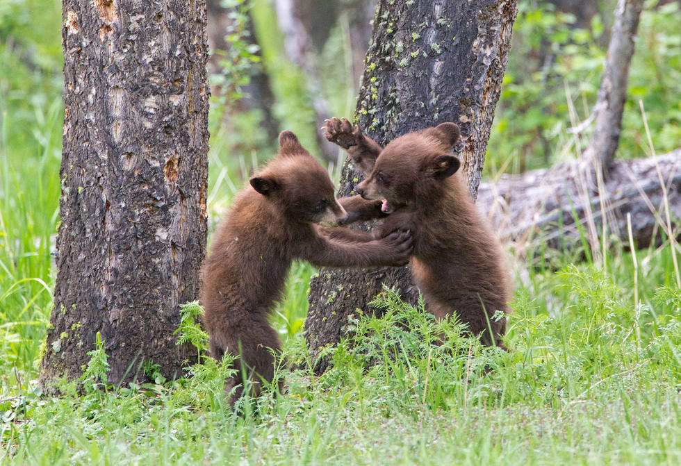 兩只萌噠噠的小熊在一顆大樹下玩躲貓貓，一會突然跳出來嚇唬對方，一會對著彼此做鬼臉，逗趣模樣讓人忍不住捧腹大笑。
