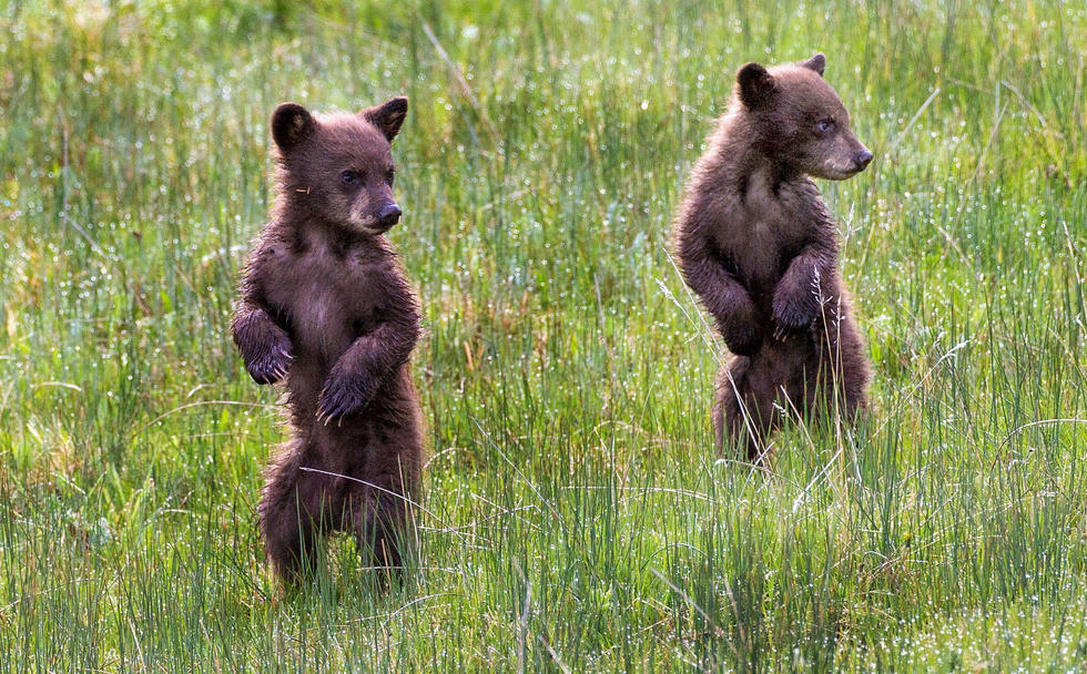 當看到這些可愛的小熊照片時，你的心一定被它們的模樣給萌化了吧！