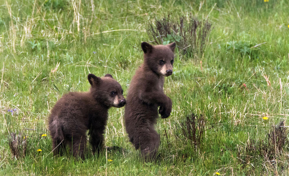 兩只萌噠噠的小熊在一顆大樹下玩躲貓貓，一會突然跳出來嚇唬對方，一會對著彼此做鬼臉，逗趣模樣讓人忍不住捧腹大笑。
