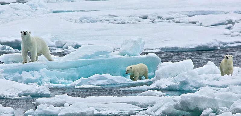 北極熊寶寶起來(lái)后看見有攝像機(jī)，便好奇地盯住娜塔西亞手中的機(jī)器。