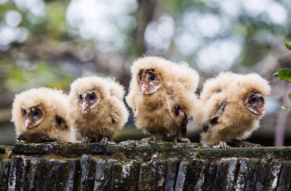 日前，九江市都昌縣蔡嶺鎮(zhèn)的曹女士上山采茶籽時(shí)，撿到5只可愛(ài)的雛鳥(niǎo)。經(jīng)野保工作人員鑒定，這5只雛鳥(niǎo)為國(guó)家二級(jí)野生保護(hù)動(dòng)物猴面鷹，目前已被送往鳥(niǎo)類保護(hù)組織進(jìn)行救護(hù)。