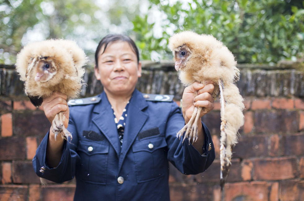 11月6日，記者聯(lián)系上都昌縣的村民危億玲，她是撿到雛鳥(niǎo)的曹女士的兒媳。她向記者介紹，稱他們家住在蔡嶺鎮(zhèn)北炎村港邊舍自然村，她婆婆11月4日下午上山采茶籽時(shí)，在樹(shù)下發(fā)現(xiàn)了5只可愛(ài)的雛鳥(niǎo)并帶回了家。