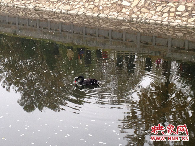 受傷的黑天鵝迫降鄭州金水河。