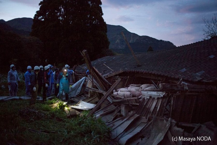 熊本地震后現(xiàn)“豬堅(jiān)強(qiáng)” 救出后被送屠宰場