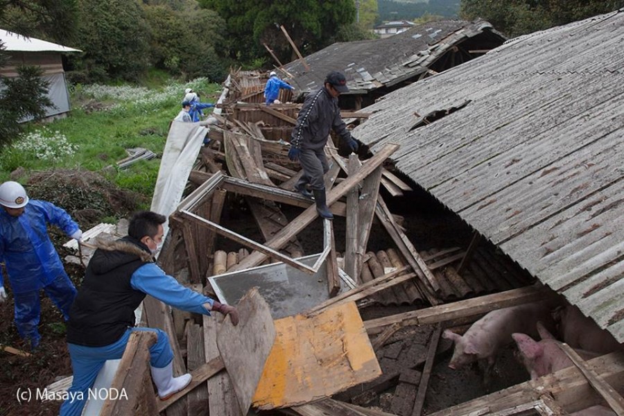 熊本地震后現(xiàn)“豬堅(jiān)強(qiáng)” 救出后被送屠宰場