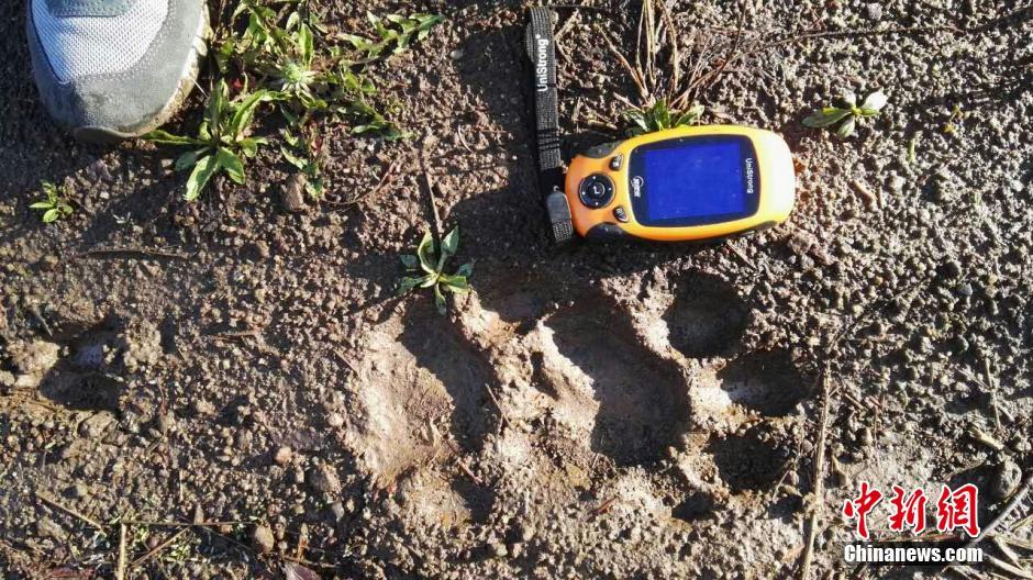 黑龍江老爺嶺保護區(qū)多次拍到野生東北虎、豹影像