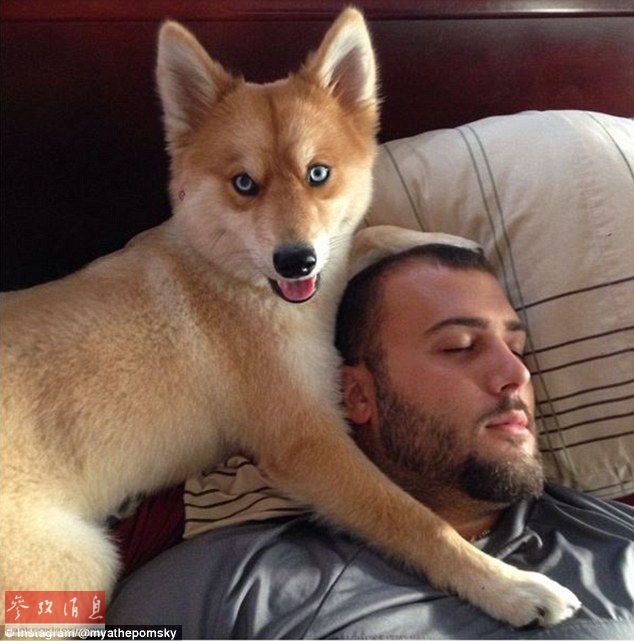 狐貍還是狗？藍眼睛萌寵走紅網(wǎng)絡