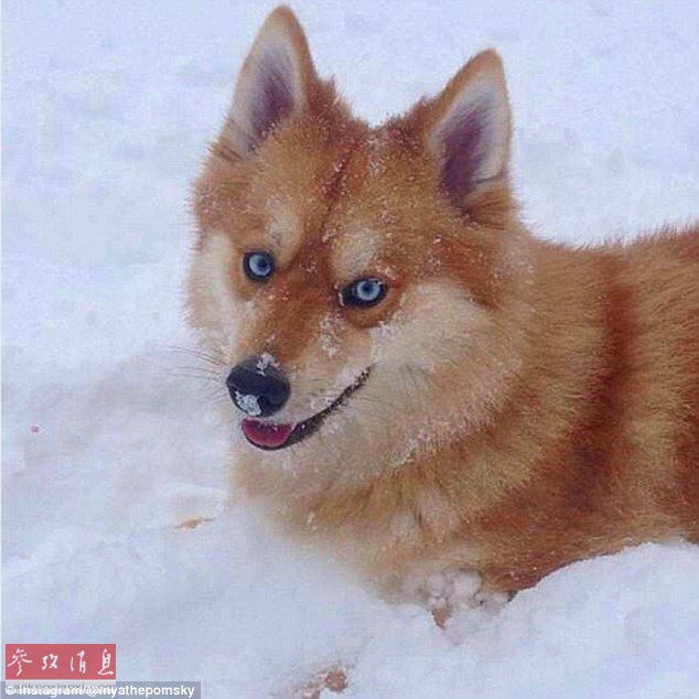 狐貍還是狗？藍眼睛萌寵走紅網(wǎng)絡