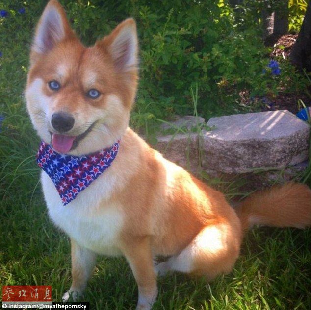 狐貍還是狗？藍眼睛萌寵走紅網(wǎng)絡