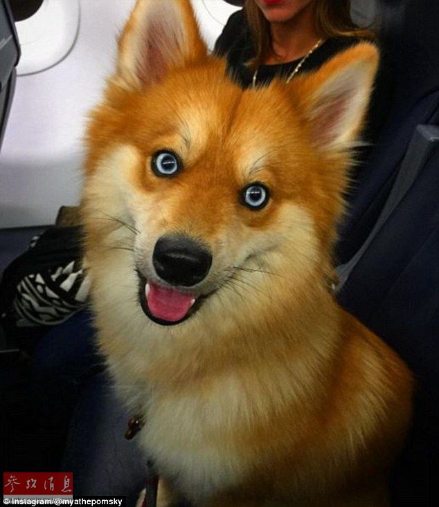 狐貍還是狗？藍眼睛萌寵走紅網(wǎng)絡