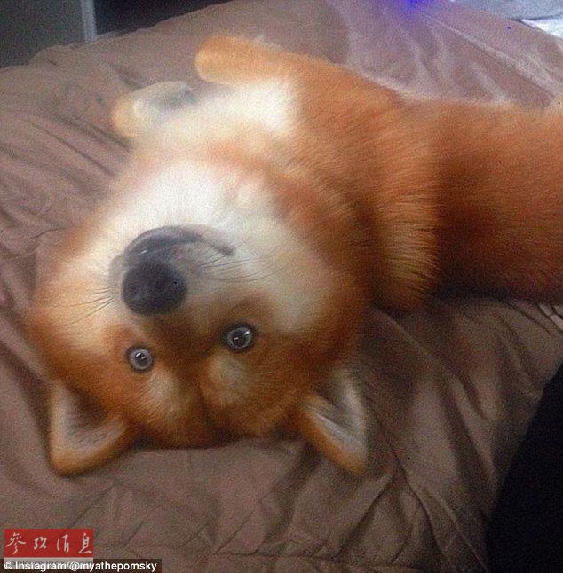 狐貍還是狗？藍眼睛萌寵走紅網(wǎng)絡