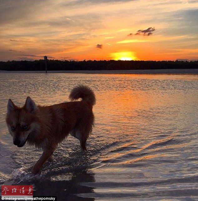 狐貍還是狗？藍眼睛萌寵走紅網(wǎng)絡