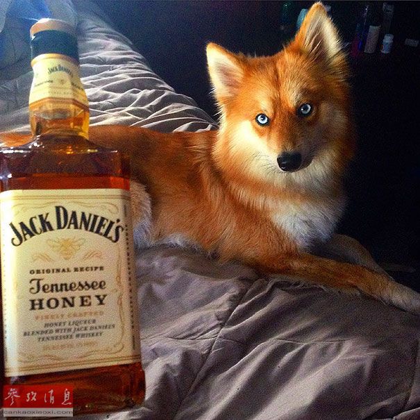 狐貍還是狗？藍眼睛萌寵走紅網(wǎng)絡