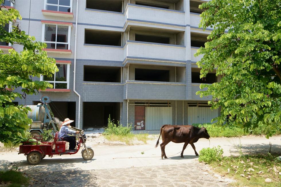 2016年7月26日，村民在廣西來賓市忻城縣隆達山水福城荒廢別墅間放牛。
