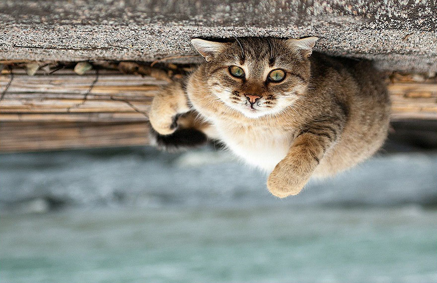 它們都是表情帝！一組不可思議的動物肖像