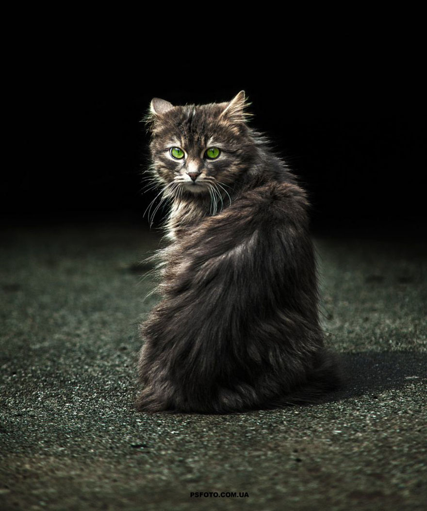 它們都是表情帝！一組不可思議的動物肖像