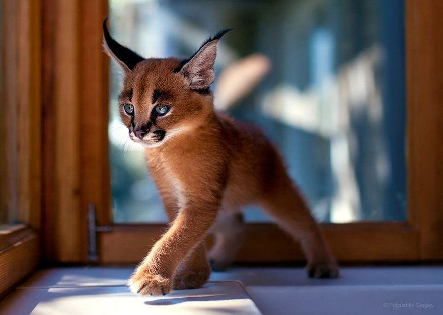 它們都是表情帝！一組不可思議的動物肖像