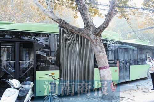 　　法桐正好卡住公交車(chē)的“腰部”