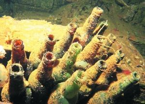 長(zhǎng)滿水藻的日本清酒瓶。