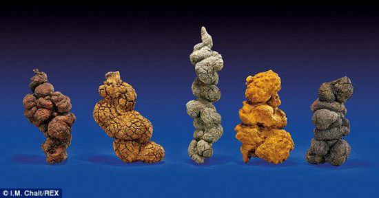 古時(shí)海龜五份糞便樣本也將拍賣。