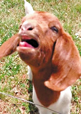 這只會(huì)說(shuō)話的小山羊不斷發(fā)出類似“What”的聲音。