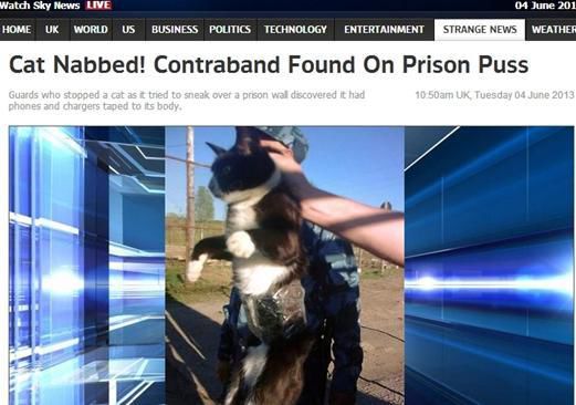 資料圖：2013年，俄羅斯獄警也曾抓獲身負(fù)手機(jī)和充電寶的貓，它本想混進(jìn)俄羅斯科密地區(qū)一座監(jiān)獄