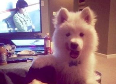 已經(jīng)被他人領(lǐng)養(yǎng)的Bosco。（加拿大《世界日報》援引CBC）