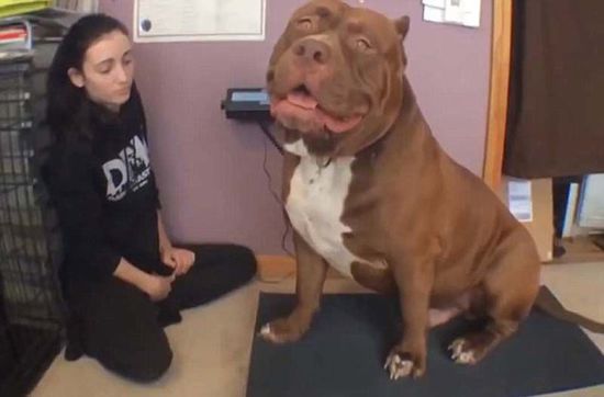 “浩克”體重約79公斤，或?yàn)槭澜缱钆诸^牛犬