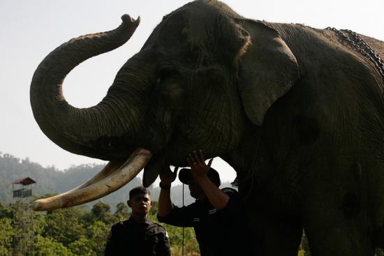 圖為大象巡邏隊里的大象。來源：法新社。