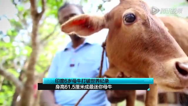 印度6歲母牛打破世界紀錄 身高61.5厘米最迷你截圖