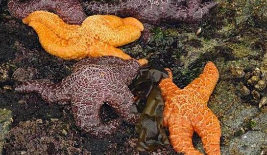 近2年來，估計(jì)有百萬只海星自殺（臺(tái)灣中時(shí)電子報(bào)）
