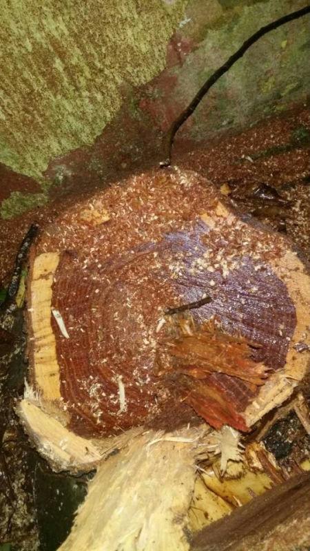 3名盜賊雨夜偷價(jià)值百萬黃花梨樹被發(fā)現(xiàn)后逃跑