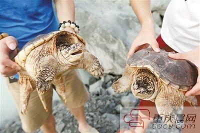 楊先生買來的鱷龜有很強(qiáng)的攻擊性。見習(xí)記者 雷鍵 攝