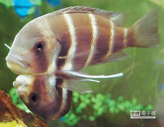 這對(duì)連體魚上面的哥哥體型較大，約是下面弟弟的2倍