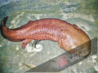 巫山抱龍鎮(zhèn)的超級娃娃魚。