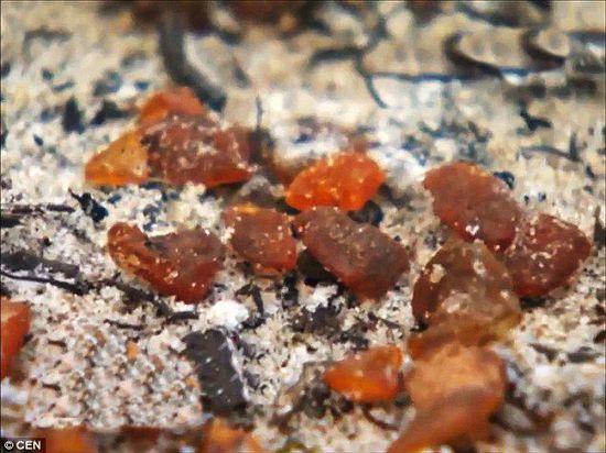 波羅的海的一場暴風(fēng)雨將琥珀卷到了岸上，這里包攬了全球90%的琥珀產(chǎn)量。