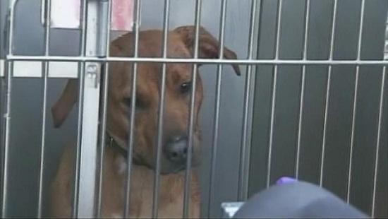 圖為當(dāng)時襲擊艾琳的兩只惡犬其中之一。