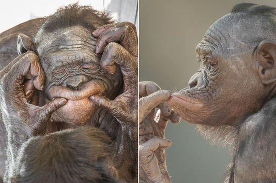 黑猩猩擺各種姿勢(shì)拍照。