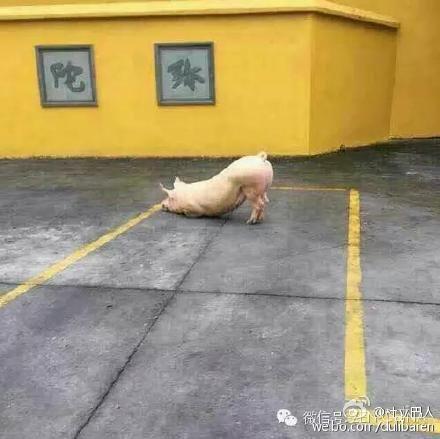 一頭豬跑到寺院跪拜引圍觀 警察點(diǎn)破稱(chēng)實(shí)為有病