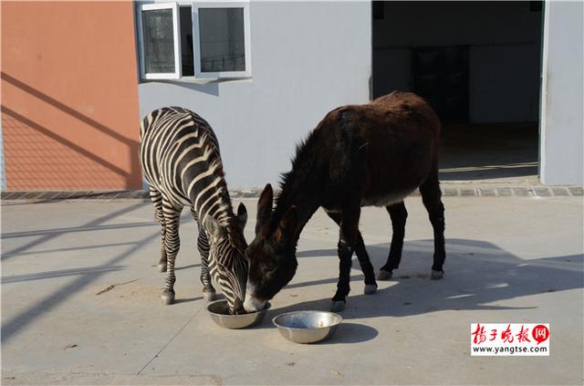 圖斑馬和驢子在一起共同進食。