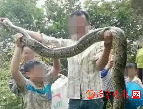 膽真大！男子抓野生大蟒燉湯 蟒蛇屬國家一級保護(hù)動物(圖)