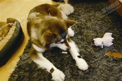 說到蘋果表，昨天的網(wǎng)友大為感嘆：人比人，氣死人了。不！是人比狗，氣死人。