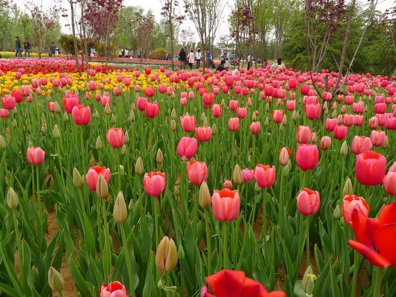 粽子節(jié)遇上兒童節(jié)，你想好去哪了么？