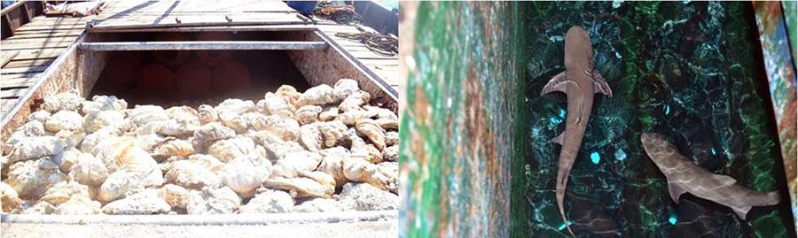 圖為菲律賓海軍持槍檢查中國漁民的照片。