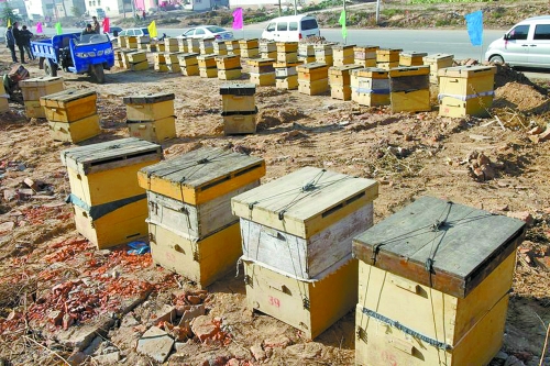 這些蜜蜂箱沿路依次擺放,綿延近千米。