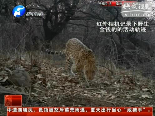 萌萌噠！濟源首次拍到金錢豹