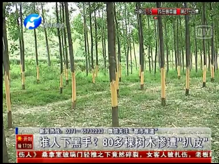 80多棵樹被“扒皮” 誰痛下黑手？
