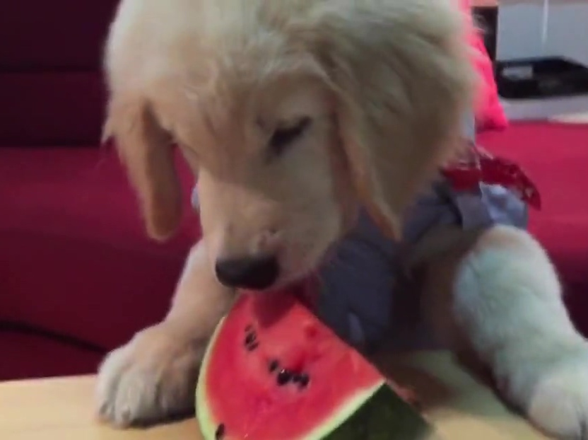 超萌金毛啃西瓜！夏天來了汪星人也要消暑??！