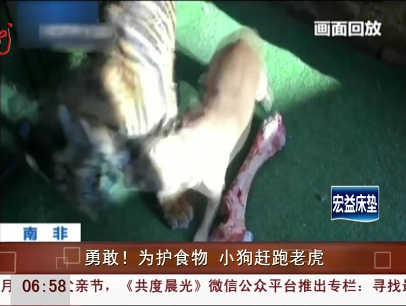 勇敢！為護(hù)食物 小狗趕跑老虎